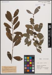 Foto von Salix cinerea L.